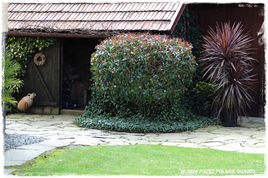 rustykalne siedlisko z kolekcja roslin 30 rustykalne siedlisko z kolekcja roslin 30