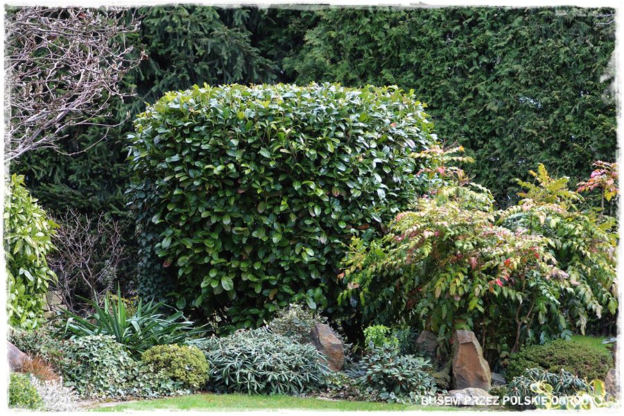 rustykalne siedlisko z kolekcja roslin 59 rustykalne siedlisko z kolekcja roslin 59