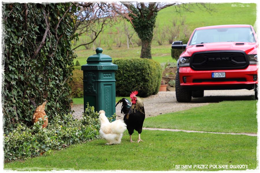 rustykalne siedlisko z kolekcja roslin 6 rustykalne siedlisko z kolekcja roslin 6