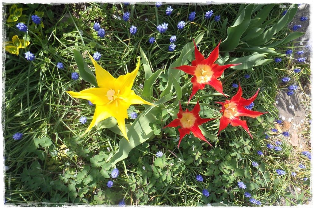 tulipany 10 tulipany 10