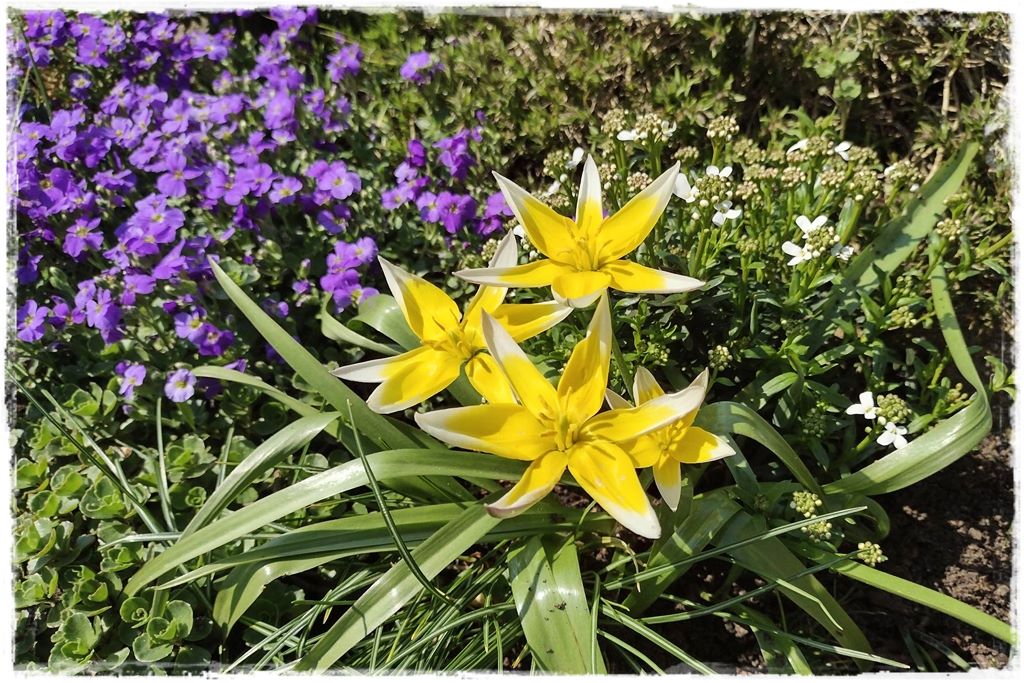 tulipany 11 tulipany 11