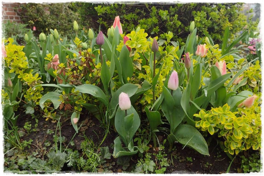 tulipany 13 tulipany 13