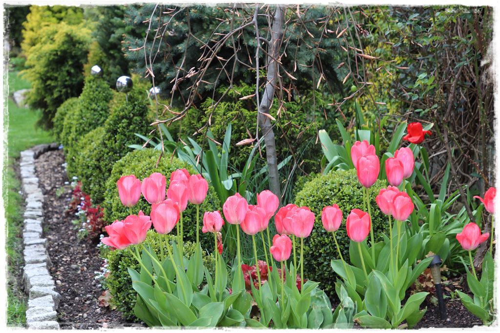 tulipany 14 tulipany 14