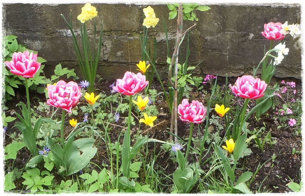 tulipany 15 tulipany 15