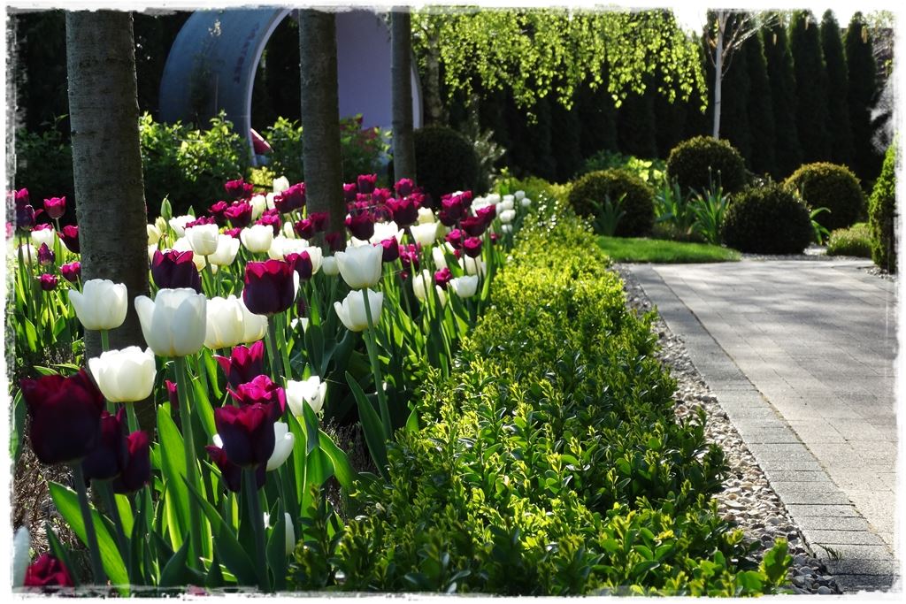 tulipany 18 tulipany 18