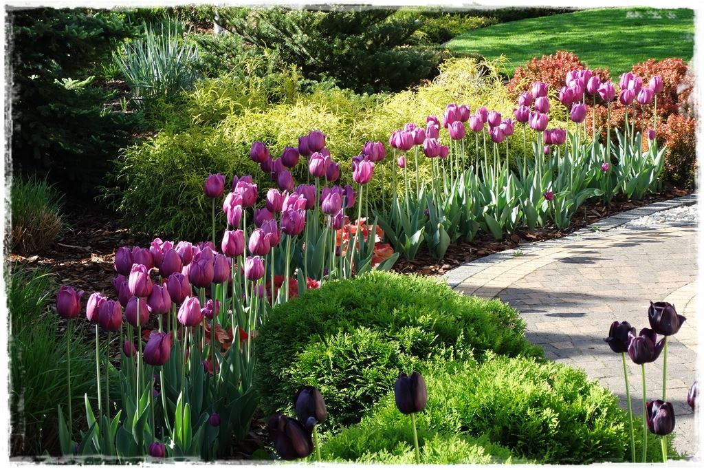 tulipany 19 tulipany 19