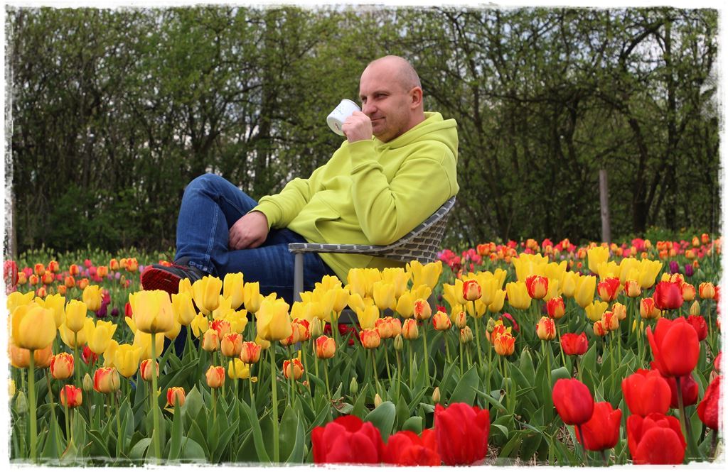 tulipany 2 tulipany 2