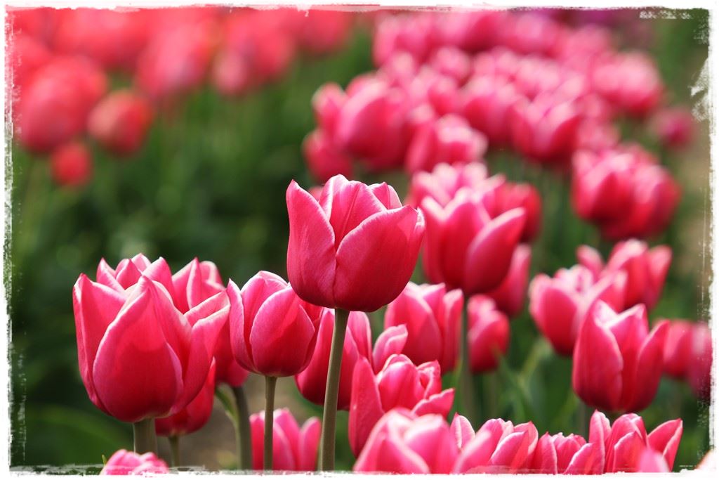 tulipany 20 tulipany 20