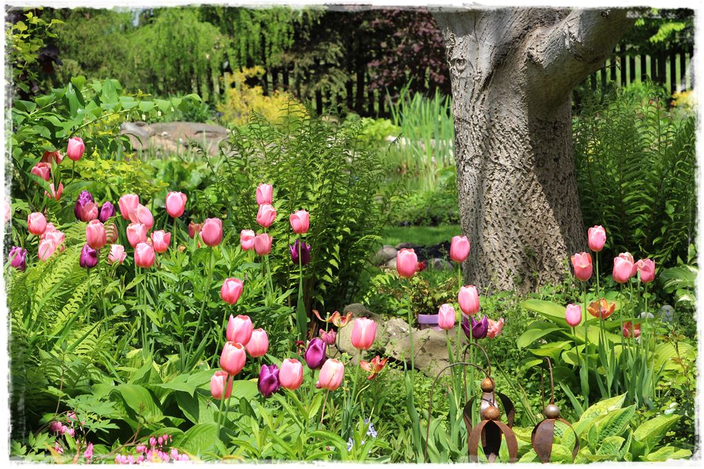 tulipany 22 tulipany 22