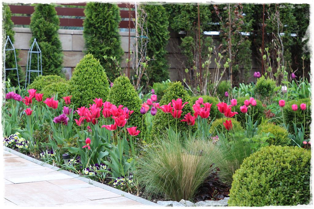 tulipany 23 tulipany 23