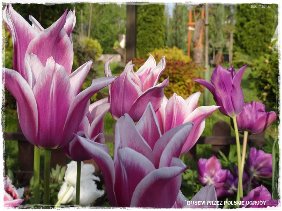 tulipany 25 tulipany 25