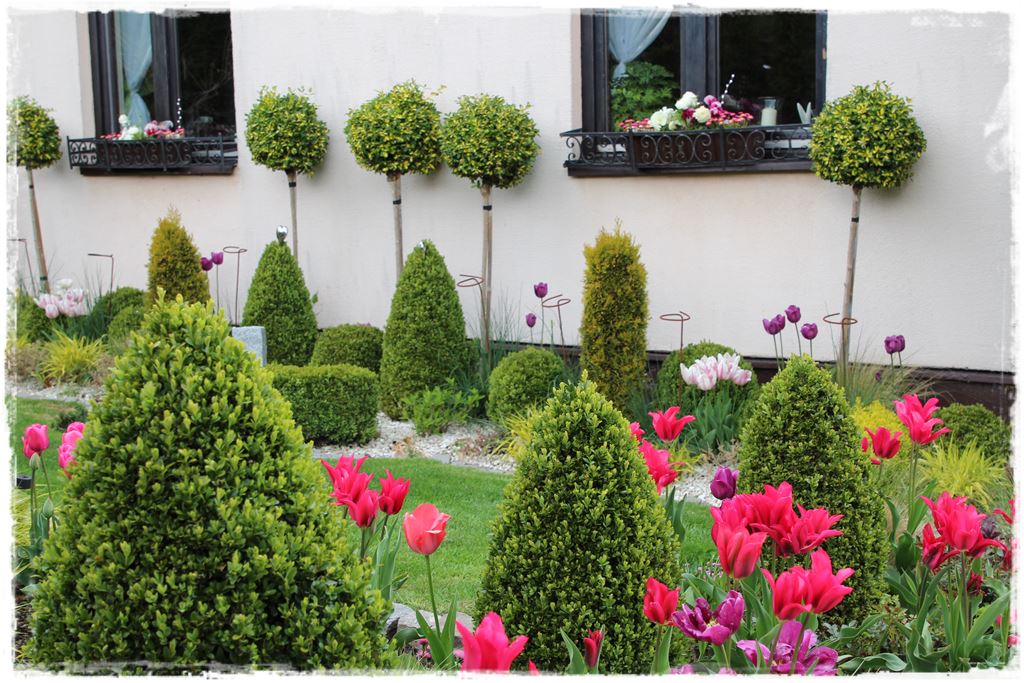 tulipany 26 tulipany 26