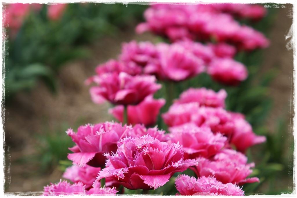 tulipany 27 tulipany 27