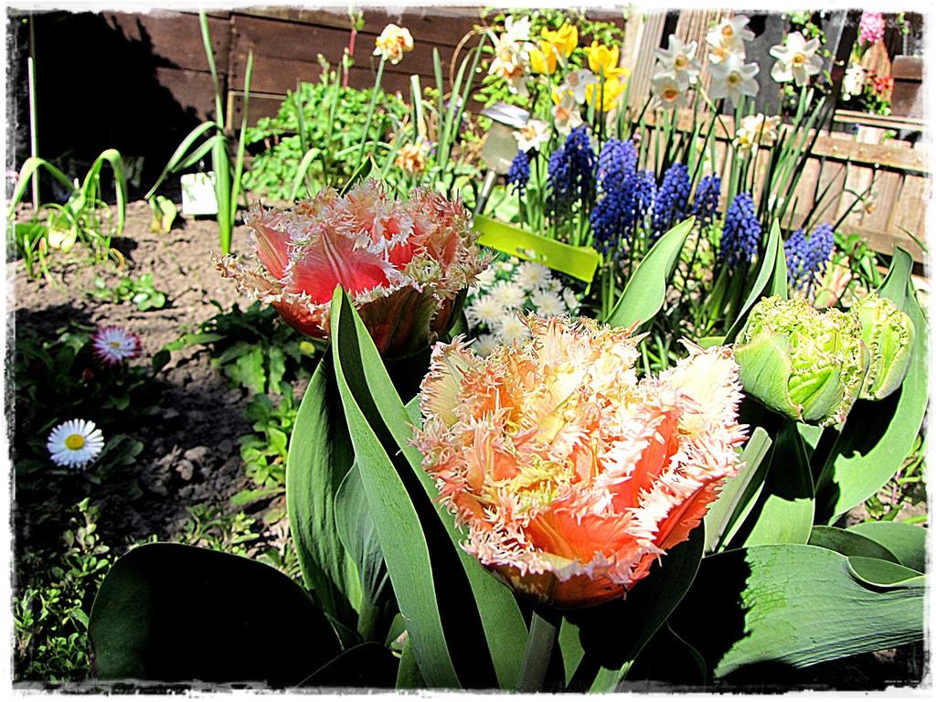 tulipany 28 tulipany 28