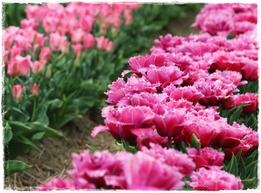 tulipany 29 tulipany 29