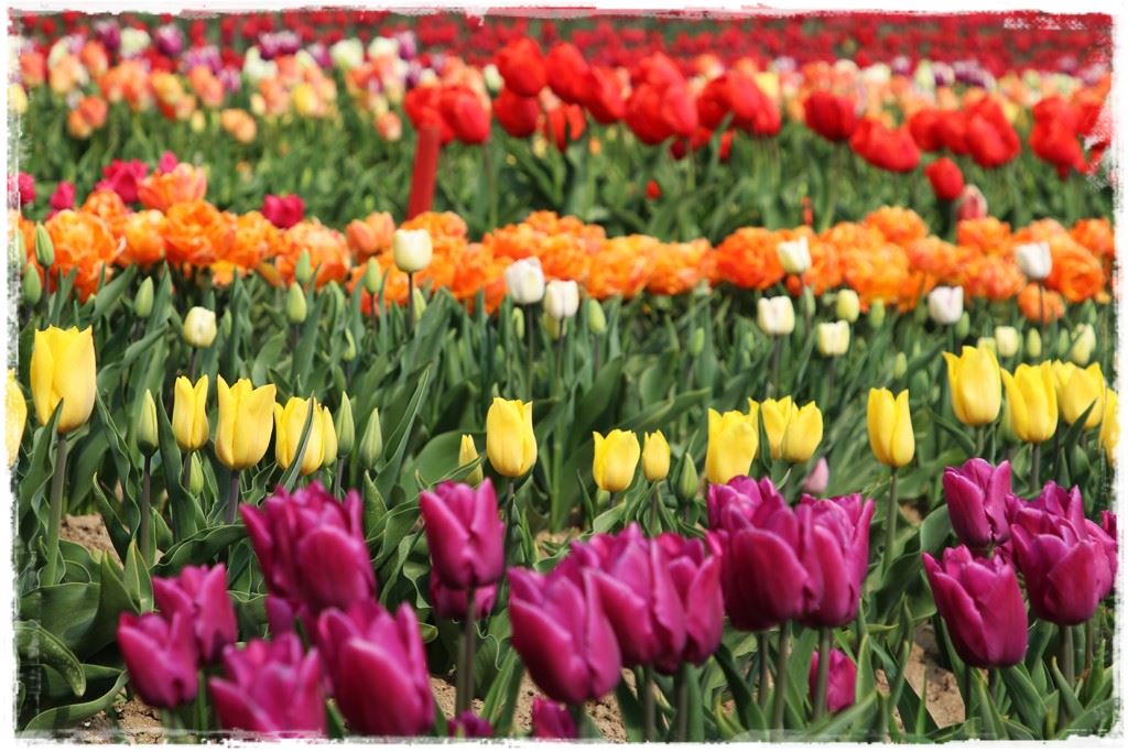 tulipany 3 tulipany 3