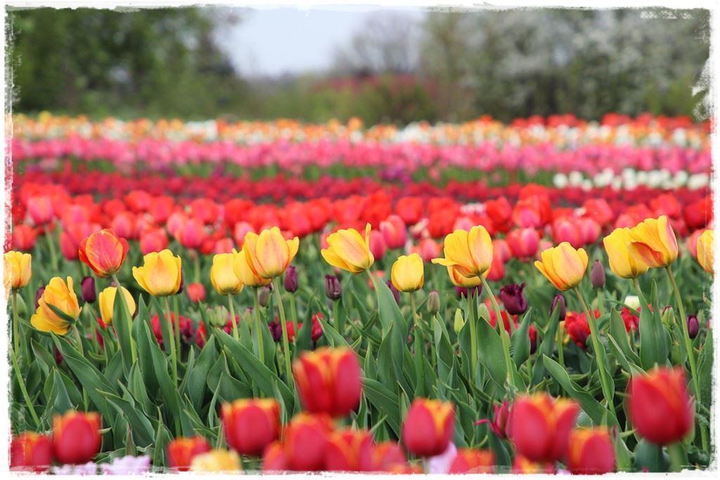 tulipany 30 tulipany 30