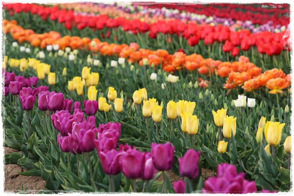 tulipany 31 tulipany 31