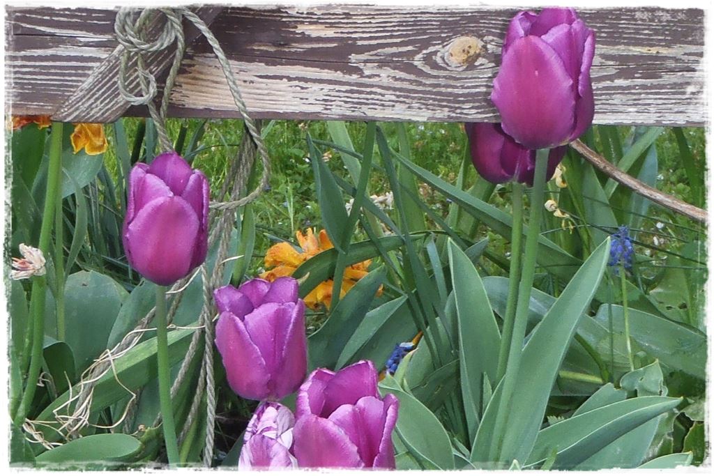 tulipany 32 tulipany 32