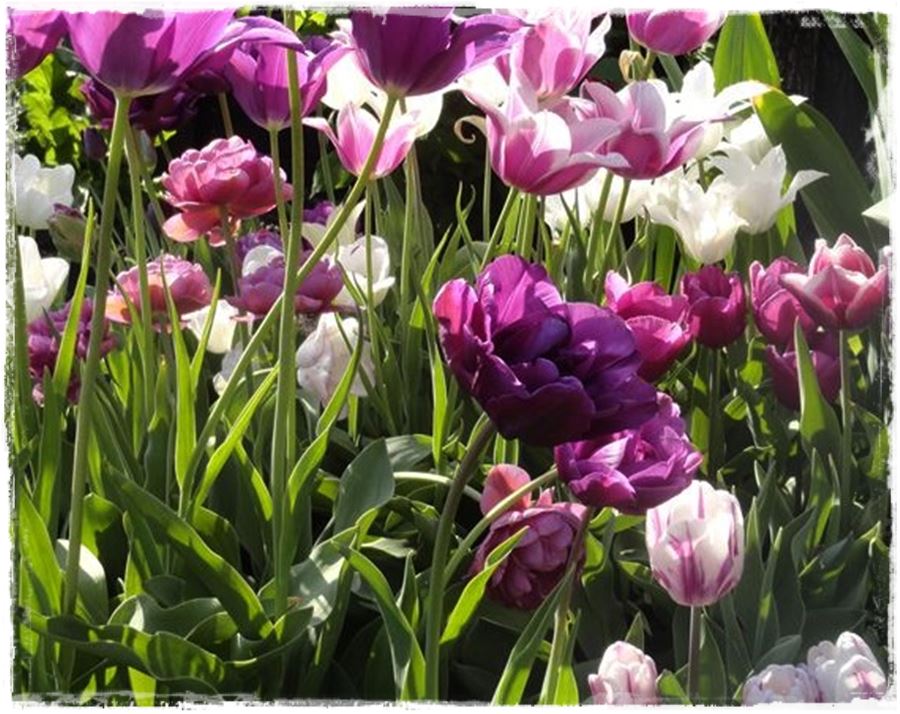 tulipany 33 tulipany 33