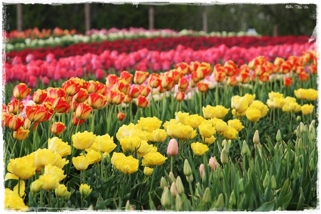 tulipany 34 tulipany 34