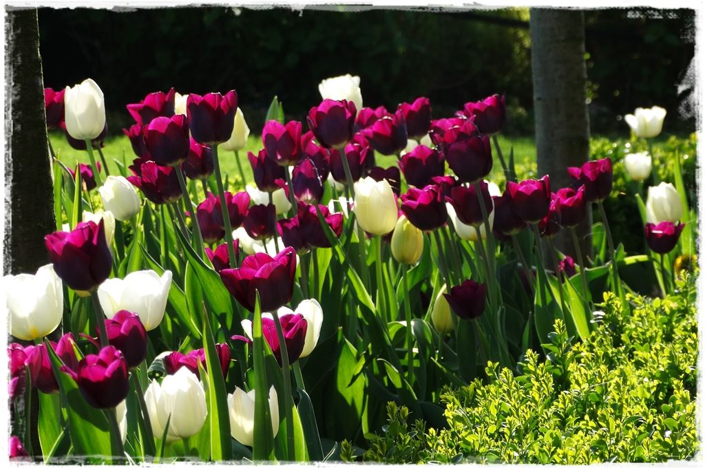 tulipany 4 tulipany 4