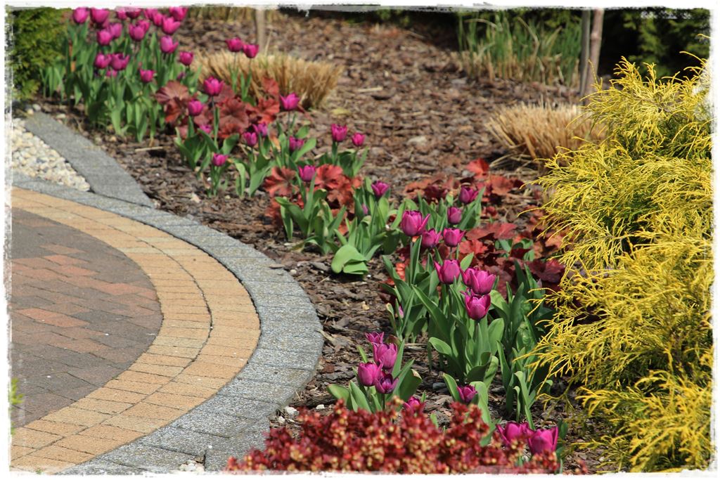 tulipany 40 tulipany 40