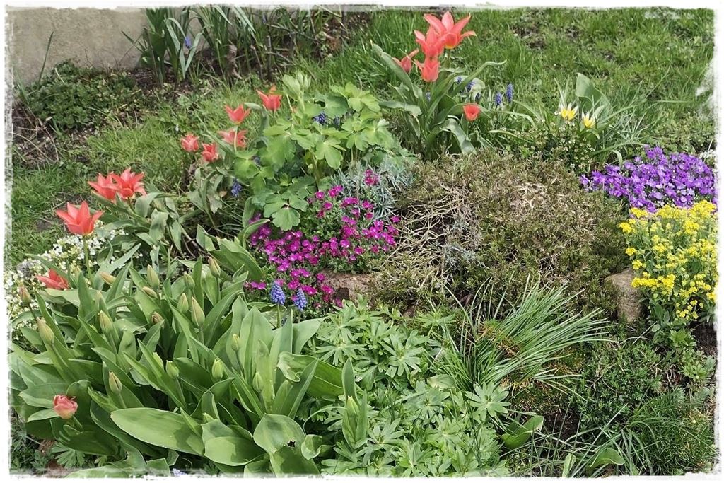 tulipany 43 tulipany 43