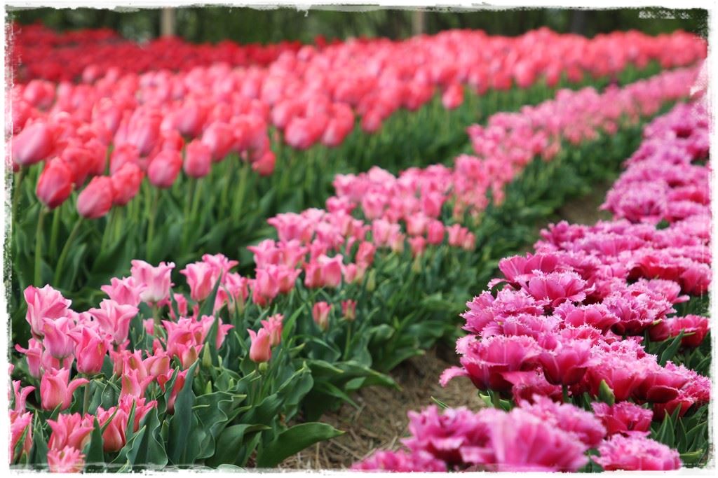 tulipany 6 tulipany 6