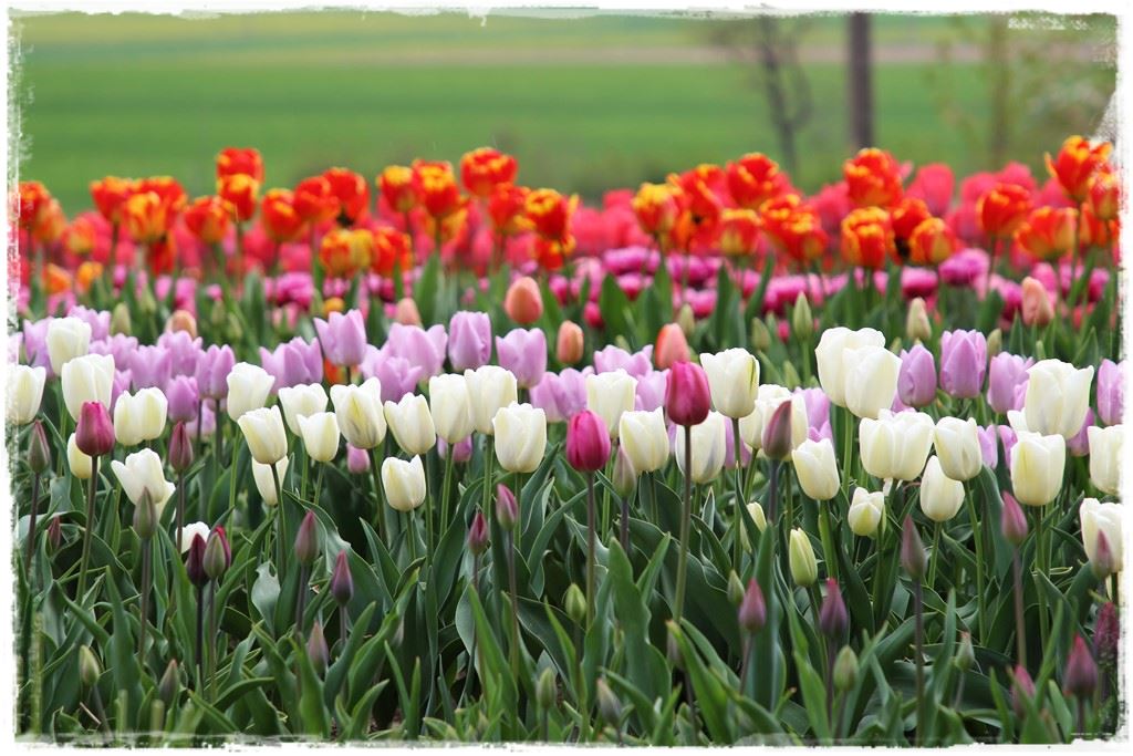 tulipany 7 tulipany 7