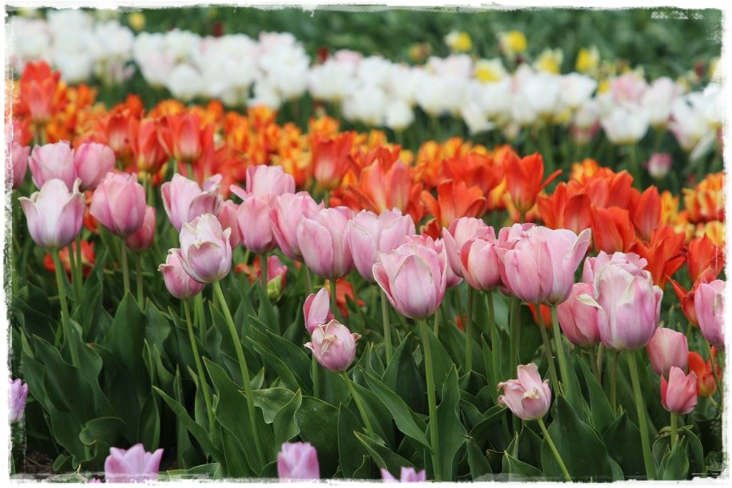 tulipany 8 tulipany 8