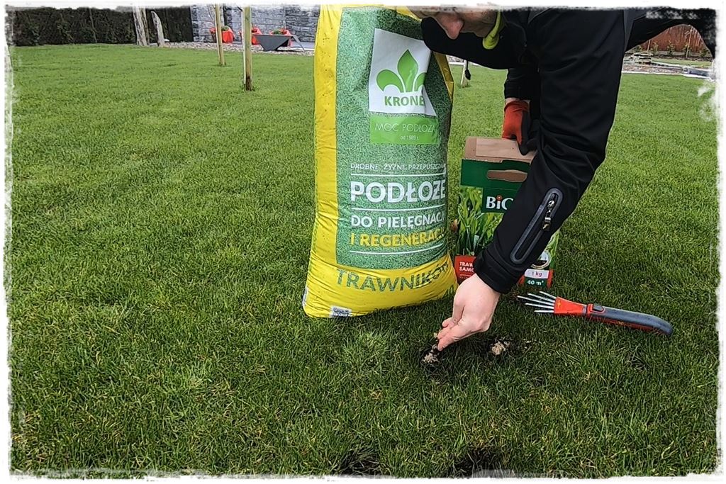 ubytki w trawniku 12 ubytki w trawniku 12