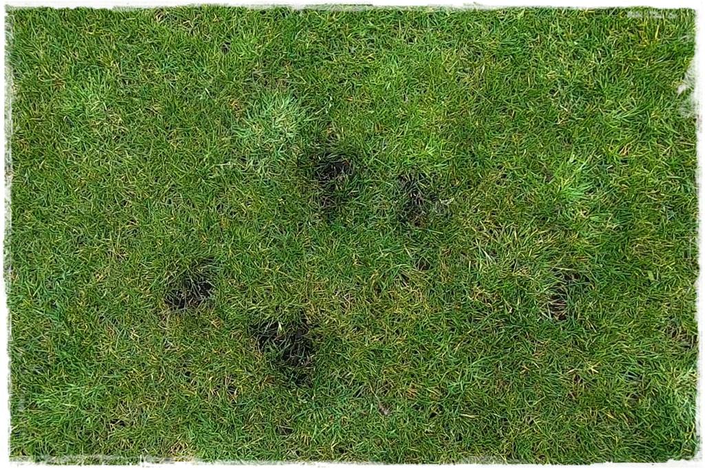 ubytki w trawniku 16 ubytki w trawniku 16