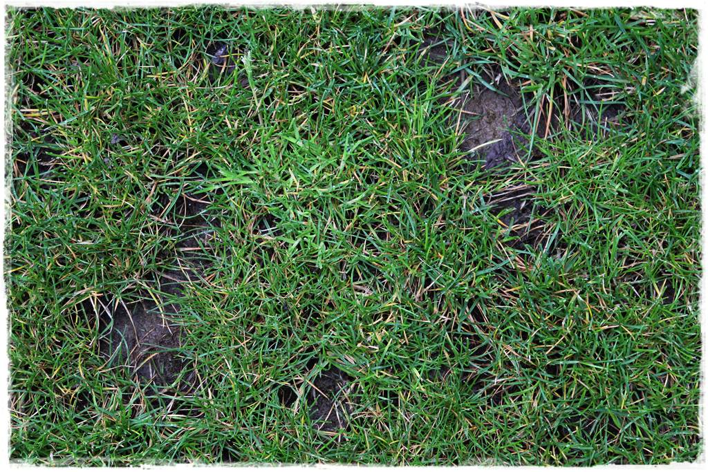 ubytki w trawniku 7 ubytki w trawniku 7