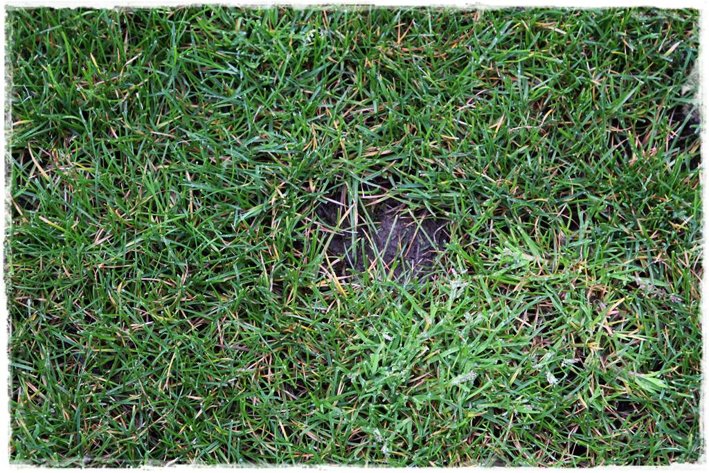 ubytki w trawniku 8 ubytki w trawniku 8