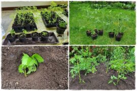 Hartowanie rozsady pomidora 1