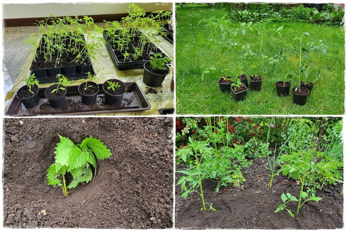 Hartowanie rozsady pomidora 1