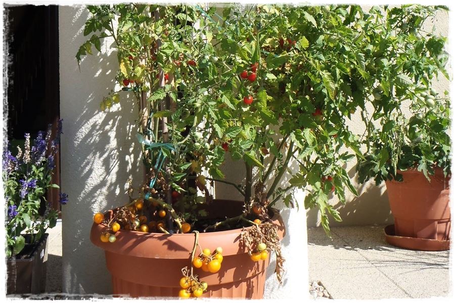 Hartowanie rozsady pomidora 10