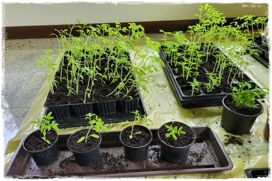 Hartowanie rozsady pomidora 2