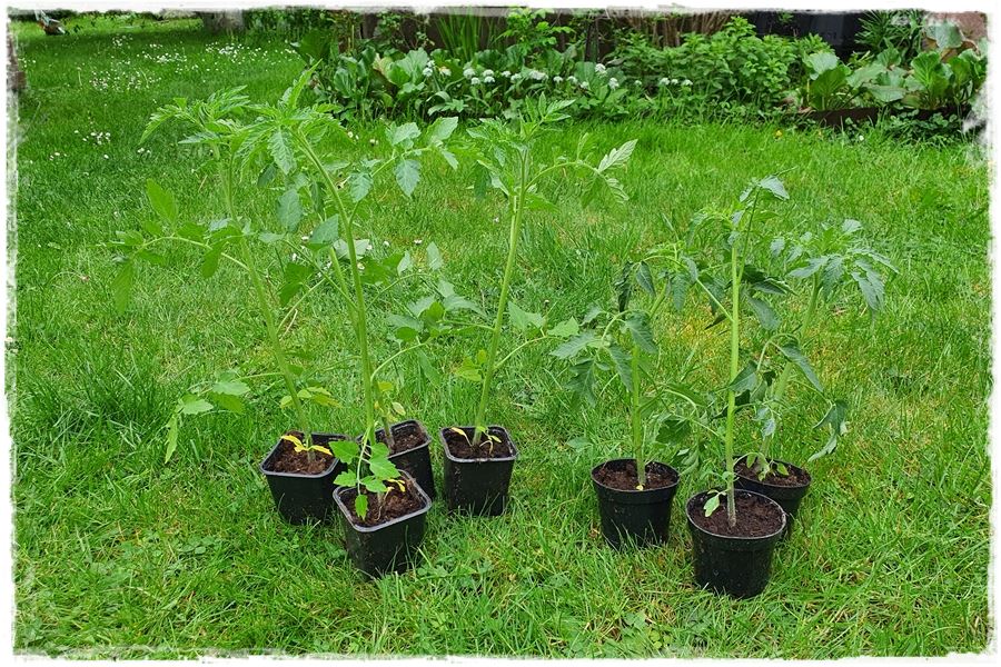 Hartowanie rozsady pomidora 3