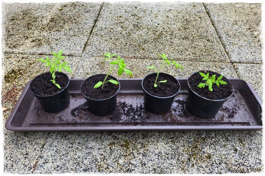 Hartowanie rozsady pomidora 3a