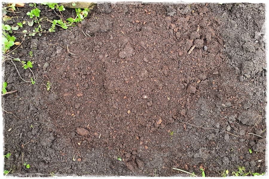 Hartowanie rozsady pomidora 5