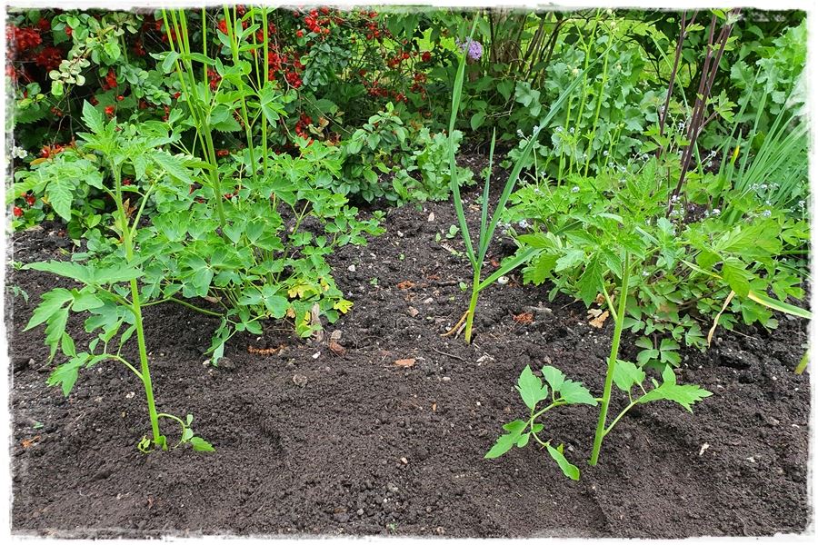 Hartowanie rozsady pomidora 6