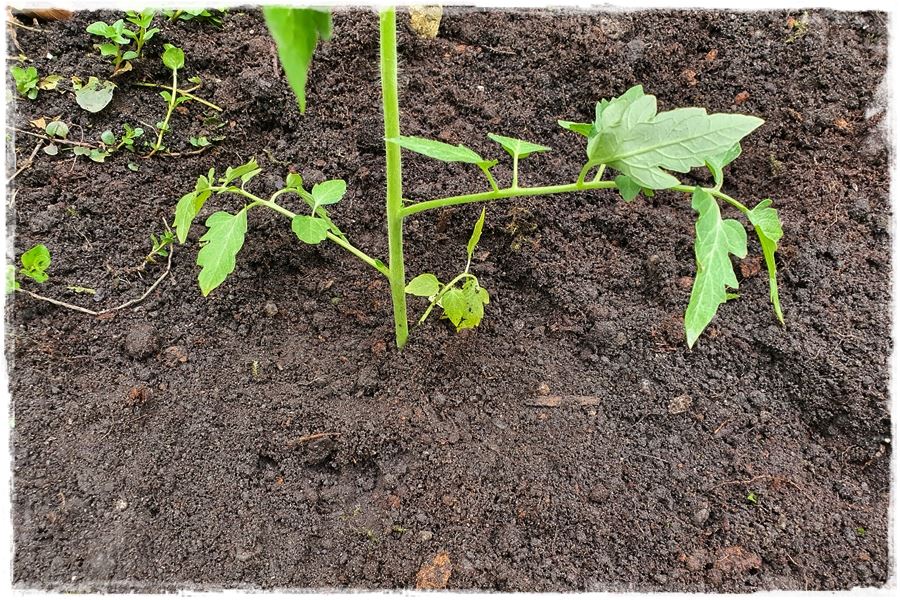 Hartowanie rozsady pomidora 8