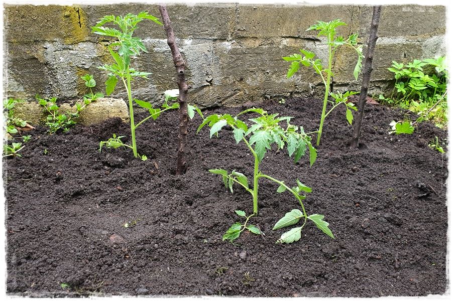 Hartowanie rozsady pomidora 9