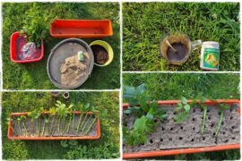 Jak rozmnożyć róże 1