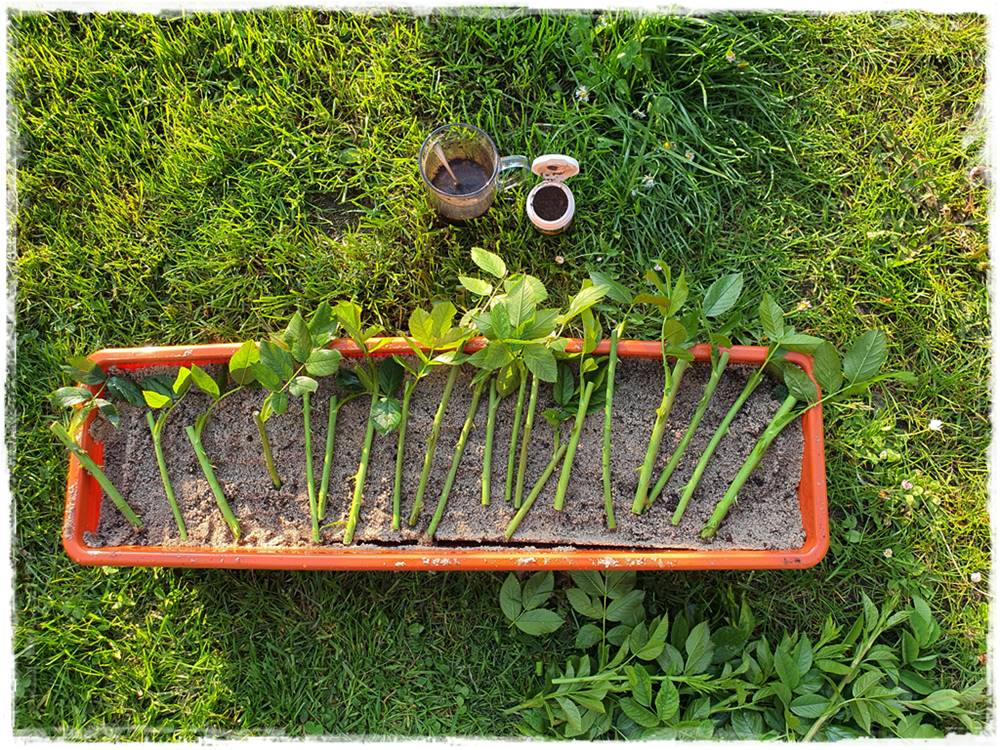 Jak rozmnożyć róże 10