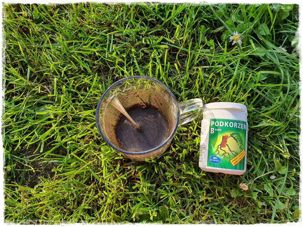 Jak rozmnożyć róże 12 Jak rozmnożyć róże 12