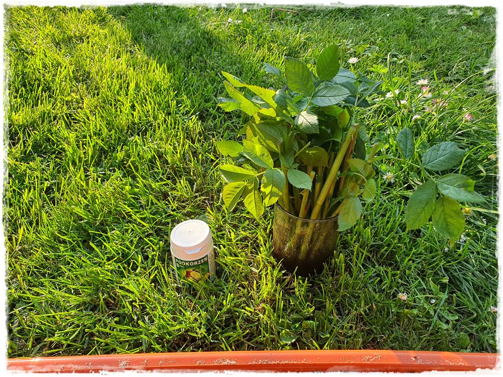 Jak rozmnożyć róże 13 Jak rozmnożyć róże 13