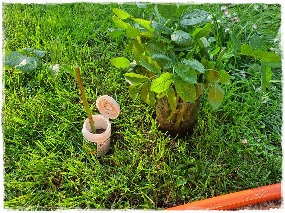 Jak rozmnożyć róże 14